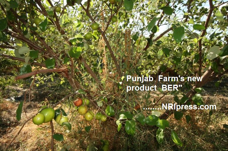 Punjab_Farm 008